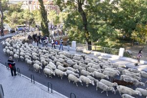 Rebaños de ovejas tomarán el corazón de Madrid el domingo 19, de Casa de Campo a Cibeles, con la Fiesta de Trashumancia