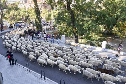 Rebaños de ovejas tomarán el corazón de Madrid el domingo 19, de Casa de Campo a Cibeles, con la Fiesta de Trashumancia