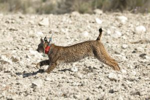 La UICN actualizará su Lista Roja de Especies Amenazadas durante su Congreso Mundial de la Naturaleza que empieza mañana