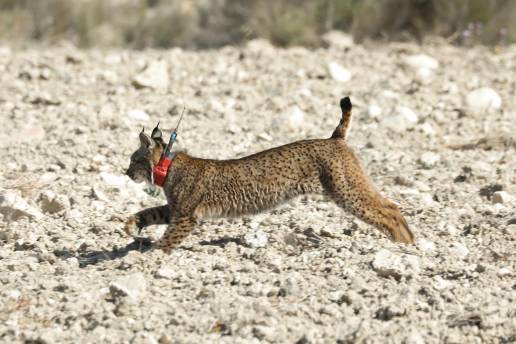 La UICN actualizará su Lista Roja de Especies Amenazadas durante su Congreso Mundial de la Naturaleza que empieza mañana