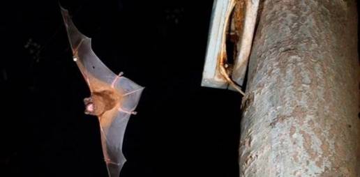 Una grabación de audio confirma que el murciélago más grande de Europa puede cazar y consumir aves en pleno vuelo