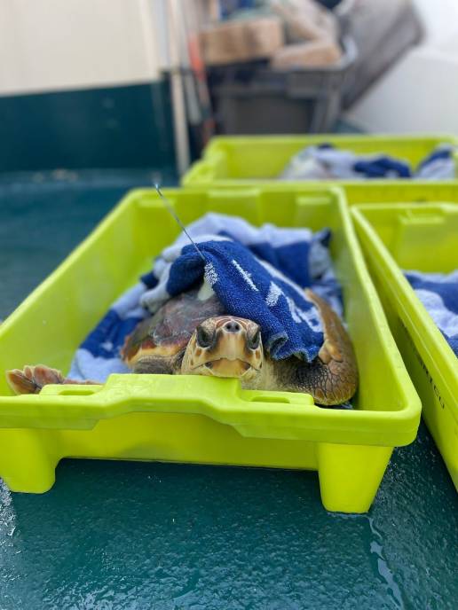 El Aquarium de San Sebastián reintroduce en el mar tres nuevos ejemplares de tortuga boba tras su recuperación