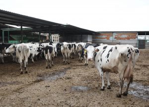 Inmovilizadas hasta el día 20 por la Dermatosis Nodular las ganaderías cántabras que fueron al concurso de Gijón