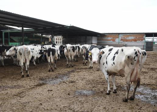 Inmovilizadas hasta el día 20 por la Dermatosis Nodular las ganaderías cántabras que fueron al concurso de Gijón