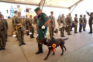 La Guardia Civil de Melilla condecora por primera vez a una perra que ha detectado más de 800 kilos de droga