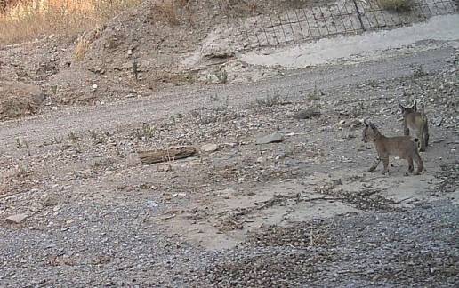 Tres cachorros de lince nacidos en Vélez-Rubio afianzan a Almería como núcleo emergente de reproducción