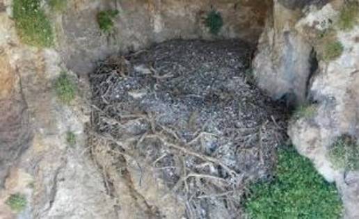 Un estudio de la UC confirma que los nidos de quebrantahuesos son 