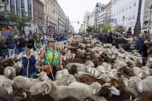Rebaños de ovejas y cabras volverán a tomar este domingo el corazón de Madrid en la Fiesta de la Trashumancia