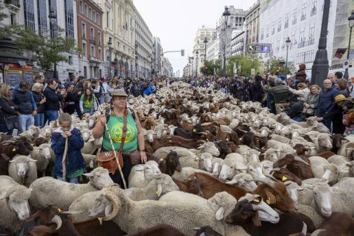 Rebaños de ovejas y cabras volverán a tomar este domingo el corazón de Madrid en la Fiesta de la Trashumancia