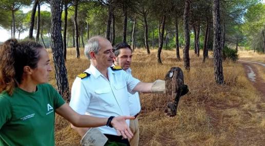 La Junta suelta un ejemplar de águila ratonero y destaca la recuperación de 102 rapaces en Marismas del Odiel