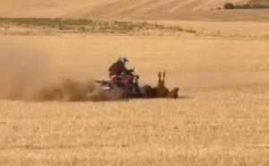 Investigan por maltrato animal al hombre que atropelló con su quad a una vaquilla en Bolaños (Valladolid)