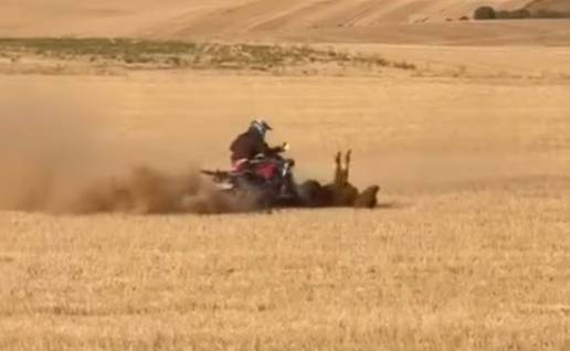 Investigan por maltrato animal al hombre que atropelló con su quad a una vaquilla en Bolaños (Valladolid)