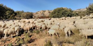 Agricultura confirma un foco de Lengua Azul en una explotación ovina de la provincia de Teruel