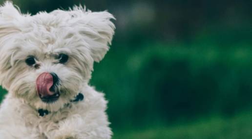 Vitoria-Gasteiz analizará la posibilidad de crear un cementerio de animales de compañía
