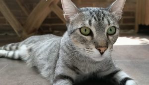 El Ayuntamiento impulsa el III Plan Colonial Felino con "más participación ciudadana"