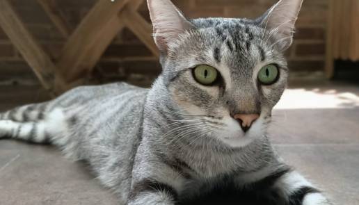 El Ayuntamiento impulsa el III Plan Colonial Felino con 