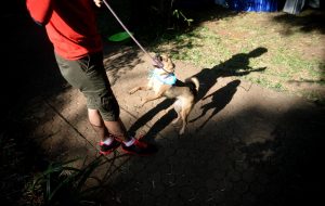 Yakarta prohíbe la comercialización de carne de perro y gato para atajar la rabia