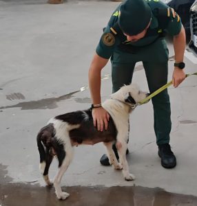 Investigado por maltratar a un perro que tenía desnutrido en una parcela de Les Alquieries