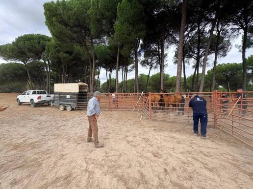 Retiran diez caballos sueltos en el término de Almonte que suponían 