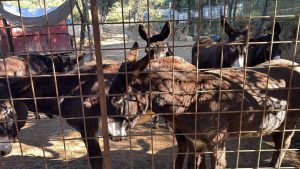 Lloret (Girona) afirma haber analizado todos los presuntos casos de maltrato animal que cita Pacma