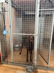 Pacma exige el cierre en Ibiza de un centro de recogida de animales que acumula "años de denuncias"