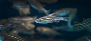 El CSIC desarrolla un método para evaluar el bienestar emocional de los peces de cultivo