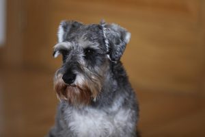 El Salón para la Adopción de Animales de Compañía se celebra este fin de semana en la explanada de Puente del Rey