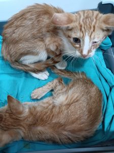 Pacma exige esclarecer la desaparición de gatos en colonias felinas de Toledo