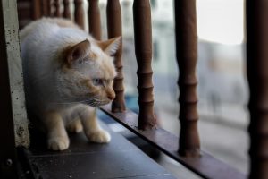 Pacma celebra que el Govern deje de considerar al gato doméstico como "fauna introducida"