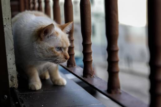 Pacma celebra que el Govern deje de considerar al gato doméstico como 