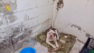 Investigado por maltrato animal un vecino de Talayuela por tener a un perro en estado de abandono