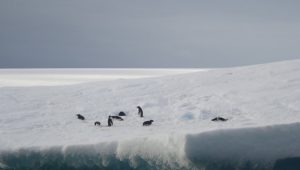 Alertan de la urgencia de evaluar los efectos acumulativos para la conservación de los pingüinos