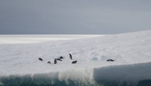 Alertan de la urgencia de evaluar los efectos acumulativos para la conservación de los pingüinos