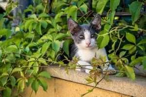 Un estudio de la Estación Biológica de Doñana avisa del impacto de los gatos domésticos en la fauna silvestre