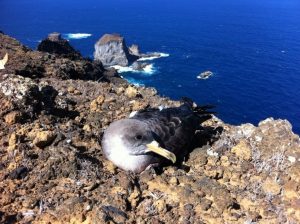 El Hierro presenta su campaña de atención a la pardela cenicienta, con la previsión de rescatar a unos 400 ejemplares