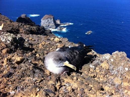 El Hierro presenta su campaña de atención a la pardela cenicienta, con la previsión de rescatar a unos 400 ejemplares