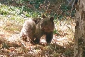 Asturias reintroduce en el medio natural a Alba, cría de oso pardo rescatada en Teverga