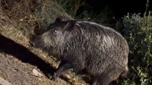 Ecologistas denuncian "prácticas cruentas" en la caza de jabalí en Batres tras encontrar un animal vivo herido de flecha