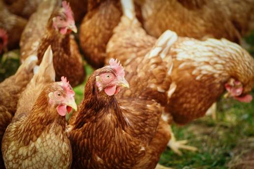 Agricultura recomienda reforzar las medidas biosanitarias en las explotaciones avícolas