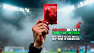 PACMA lanza una campaña para parar las "matanzas" de perros en Marruecos