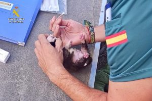 Investigado tras localizar cachorros de perro recién nacidos abandonados en el cauce de un arroyo de La Vera