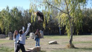 Nueve pollos de milano real echan a volar en La Alfranca en el marco del programa de cría en cautividad