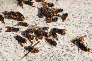 Expertos piden calma ante las velutinas, que han matado a 3 personas en Galicia, y reclaman más recursos para su control