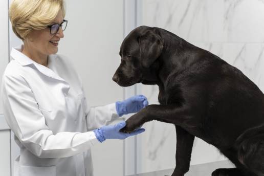 Valor diagnóstico de la TC con contraste para los trastornos de la articulación del codo en perros