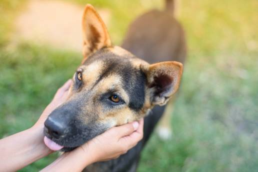 Investigado un vecino de Sarria por robar un perro en la protectora de animales de Lugo