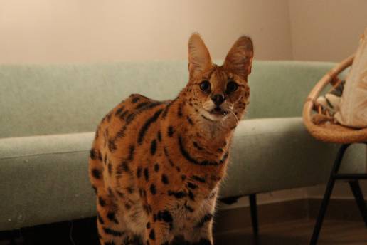 Rescatado un serval de un domicilio particular de Alicante 