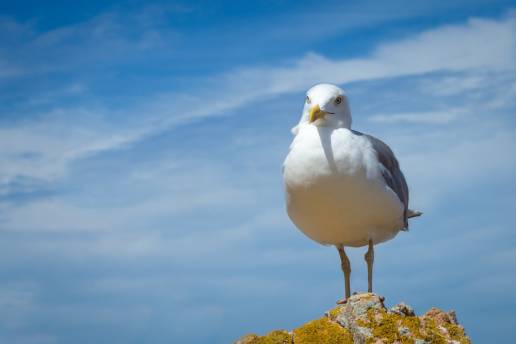 Detectado un nuevo foco de gripe aviar en aves silvestres en A Coruña, el décimo este año