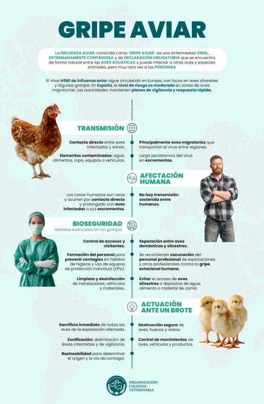 La OCV llama a la calma e insiste en que el contagio de influenza aviar a humanos es muy excepcional
