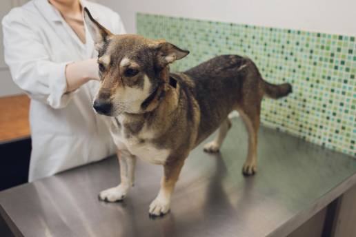 Sincinesia trigémino-oculomotora en un perro joven