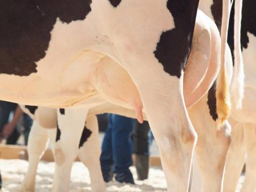 Enfoques supervisados de aprendizaje automático para la detección temprana de trastornos metabólicos y de salud de la ubre en vacas lecheras utilizando datos derivados de sensores